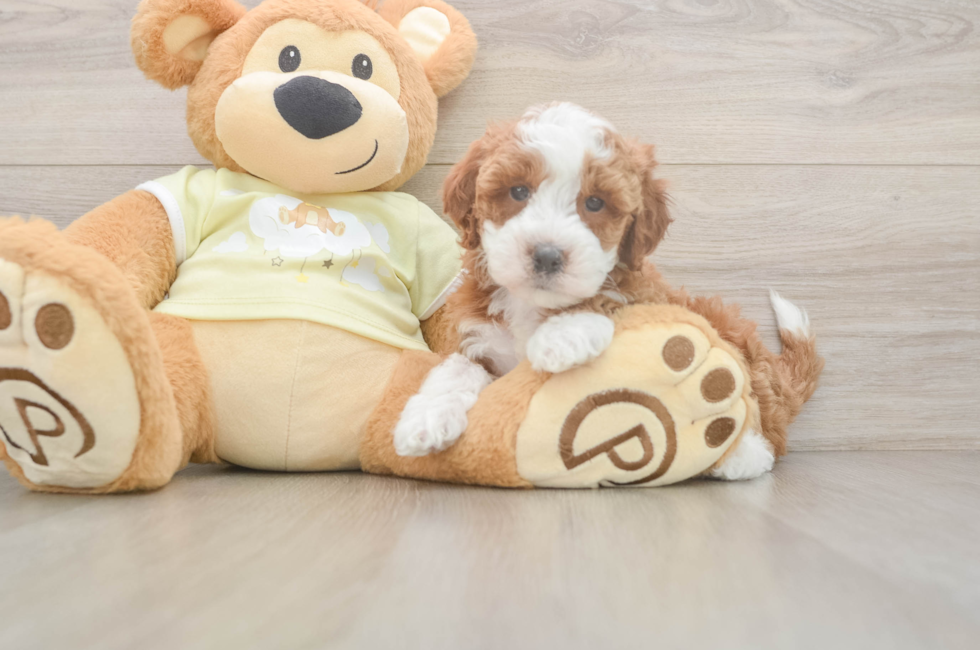 7 week old Mini Irish Doodle Puppy For Sale - Fairfield Furbabies
