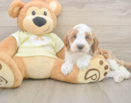 7 week old Mini Irish Doodle Puppy For Sale - Fairfield Furbabies