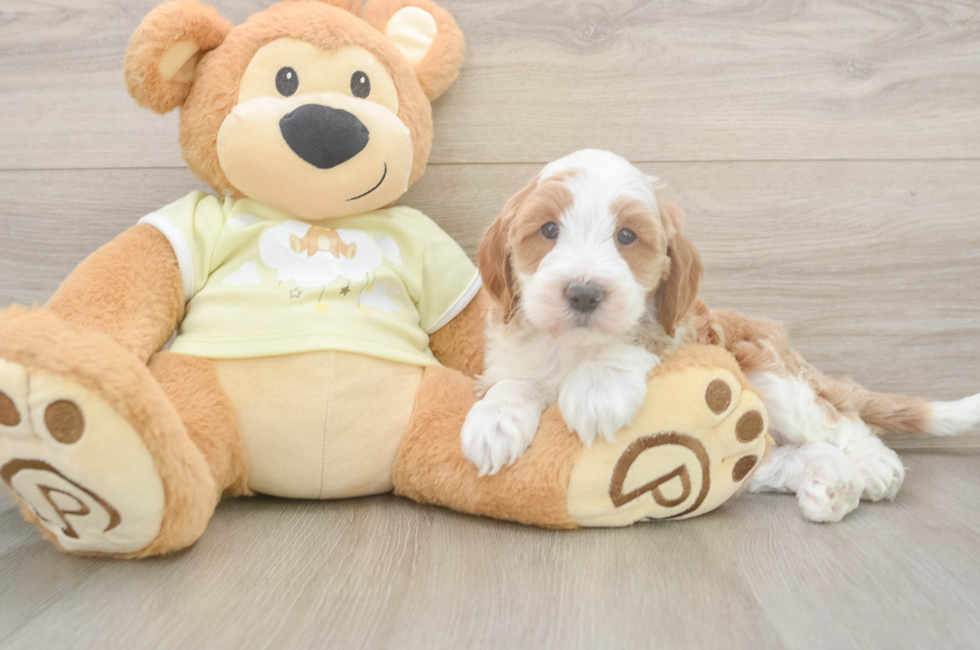 7 week old Mini Irish Doodle Puppy For Sale - Fairfield Furbabies