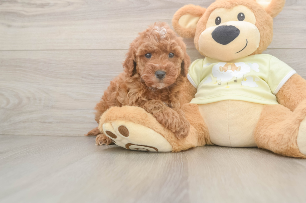 7 week old Mini Irish Doodle Puppy For Sale - Fairfield Furbabies