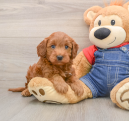 5 week old Mini Irish Doodle Puppy For Sale - Fairfield Furbabies