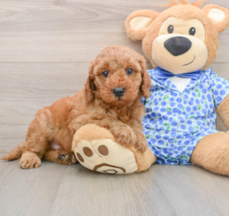 8 week old Mini Irish Doodle Puppy For Sale - Fairfield Furbabies