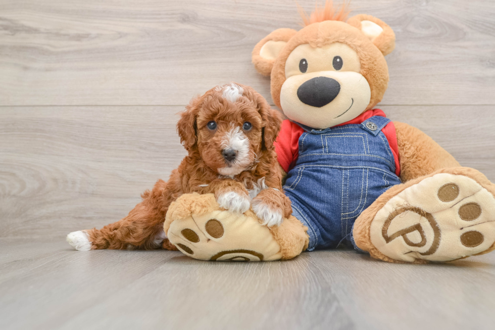 Energetic Mini Irishdoodle Poodle Mix Puppy