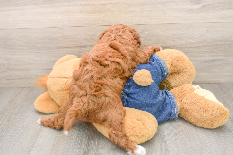 Mini Irish Doodle Puppy for Adoption