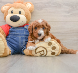 5 week old Mini Irish Doodle Puppy For Sale - Fairfield Furbabies