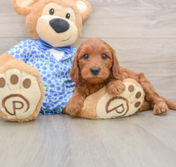 8 week old Mini Irish Doodle Puppy For Sale - Fairfield Furbabies
