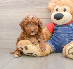 5 week old Mini Irish Doodle Puppy For Sale - Fairfield Furbabies