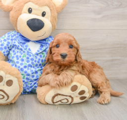 8 week old Mini Irish Doodle Puppy For Sale - Fairfield Furbabies