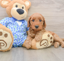 8 week old Mini Irish Doodle Puppy For Sale - Fairfield Furbabies