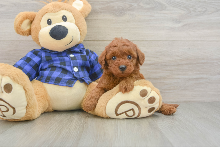 Playful Setterdoodle Poodle Mix Puppy