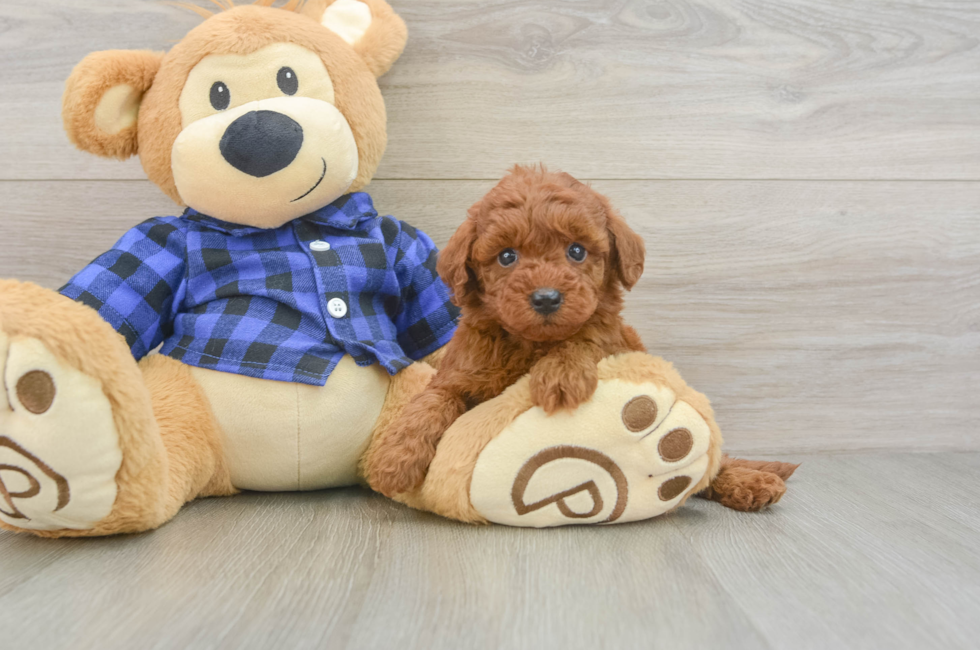 7 week old Mini Irish Doodle Puppy For Sale - Fairfield Furbabies