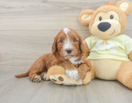 6 week old Mini Irish Doodle Puppy For Sale - Fairfield Furbabies