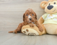 6 week old Mini Irish Doodle Puppy For Sale - Fairfield Furbabies