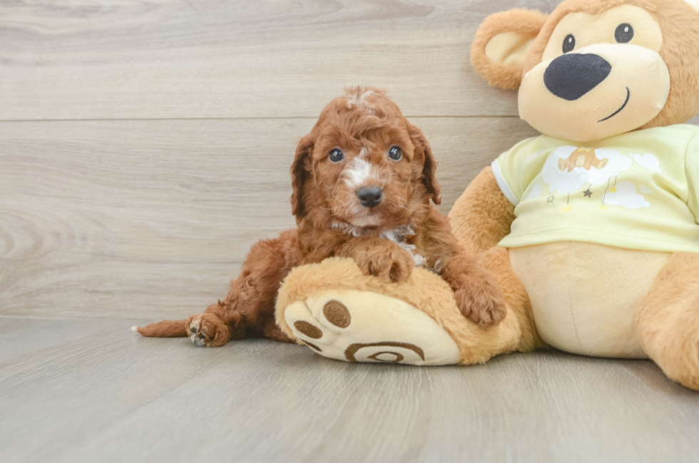 6 week old Mini Irish Doodle Puppy For Sale - Fairfield Furbabies
