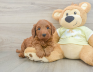 6 week old Mini Irish Doodle Puppy For Sale - Fairfield Furbabies