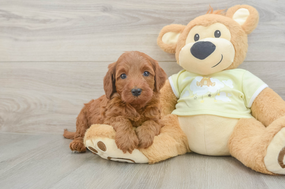 6 week old Mini Irish Doodle Puppy For Sale - Fairfield Furbabies