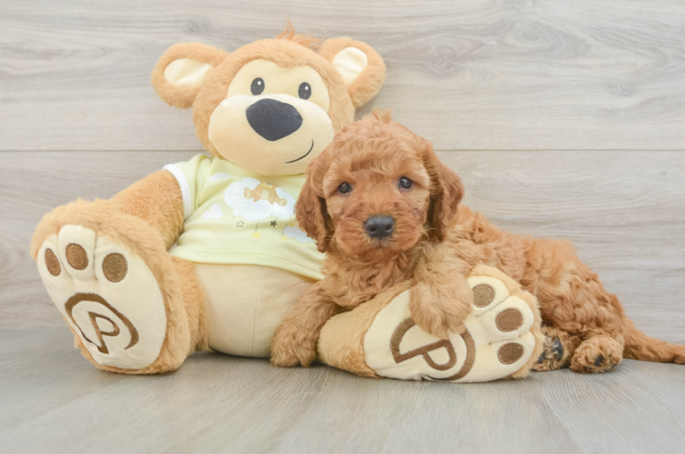6 week old Mini Irish Doodle Puppy For Sale - Fairfield Furbabies