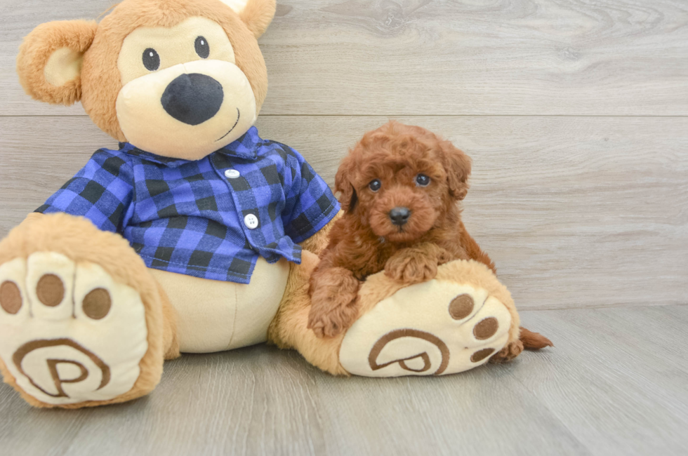 7 week old Mini Irish Doodle Puppy For Sale - Fairfield Furbabies