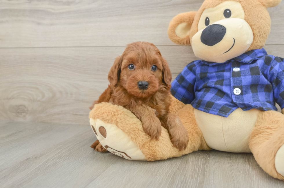 7 week old Mini Irish Doodle Puppy For Sale - Fairfield Furbabies