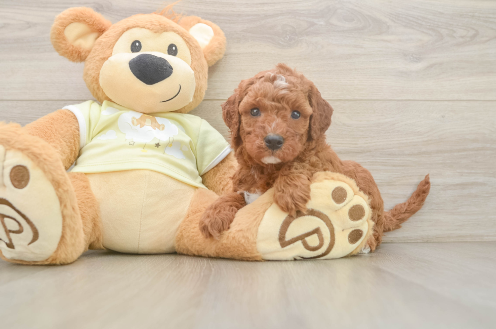 5 week old Mini Irish Doodle Puppy For Sale - Fairfield Furbabies