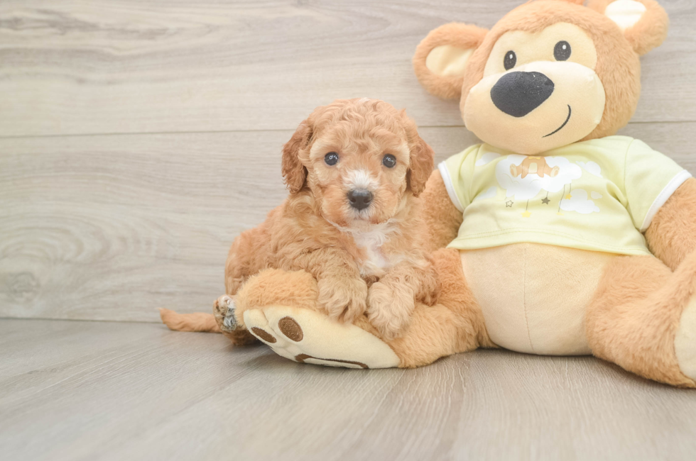 5 week old Mini Irish Doodle Puppy For Sale - Fairfield Furbabies
