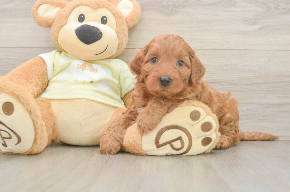 5 week old Mini Irish Doodle Puppy For Sale - Fairfield Furbabies