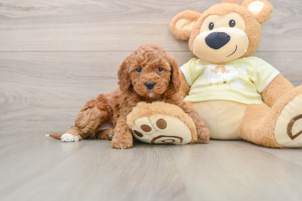 Mini Irish Doodle Puppy for Adoption