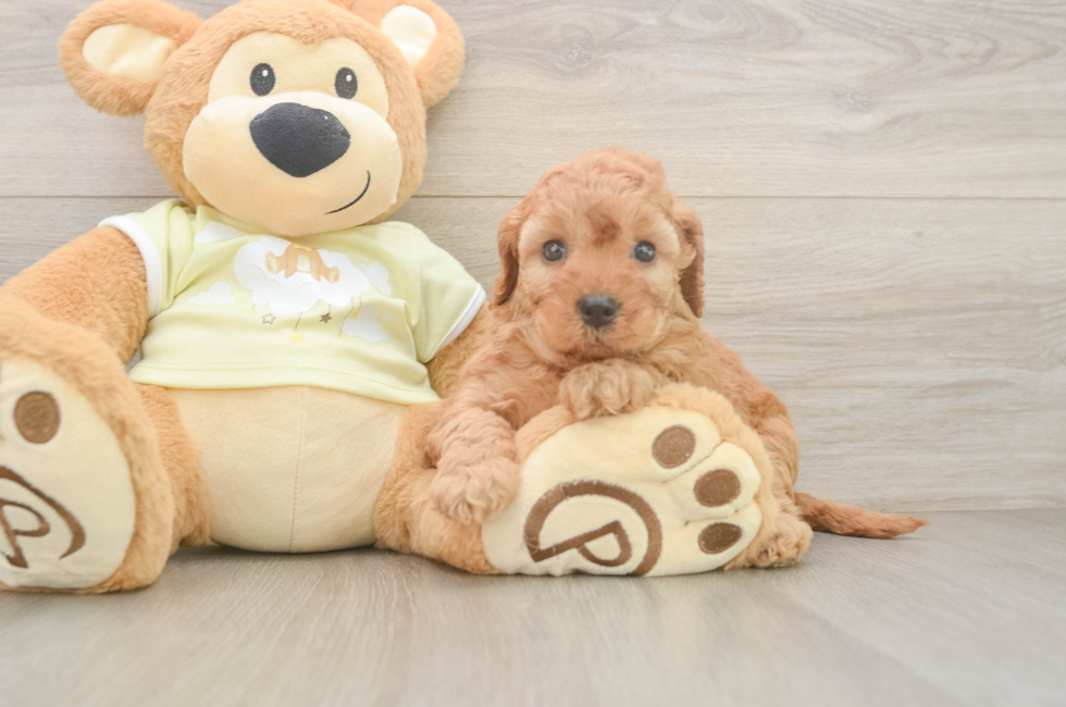 5 week old Mini Irish Doodle Puppy For Sale - Fairfield Furbabies