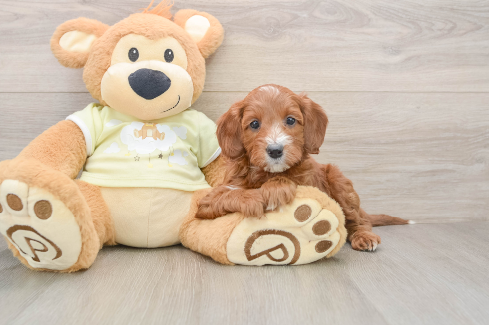 Energetic Setterdoodle Poodle Mix Puppy