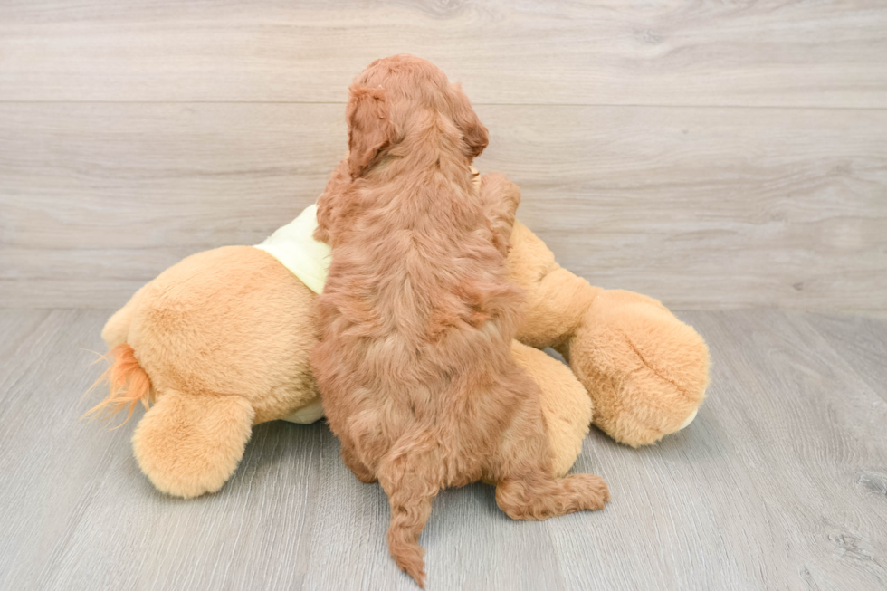 Mini Irish Doodle Puppy for Adoption