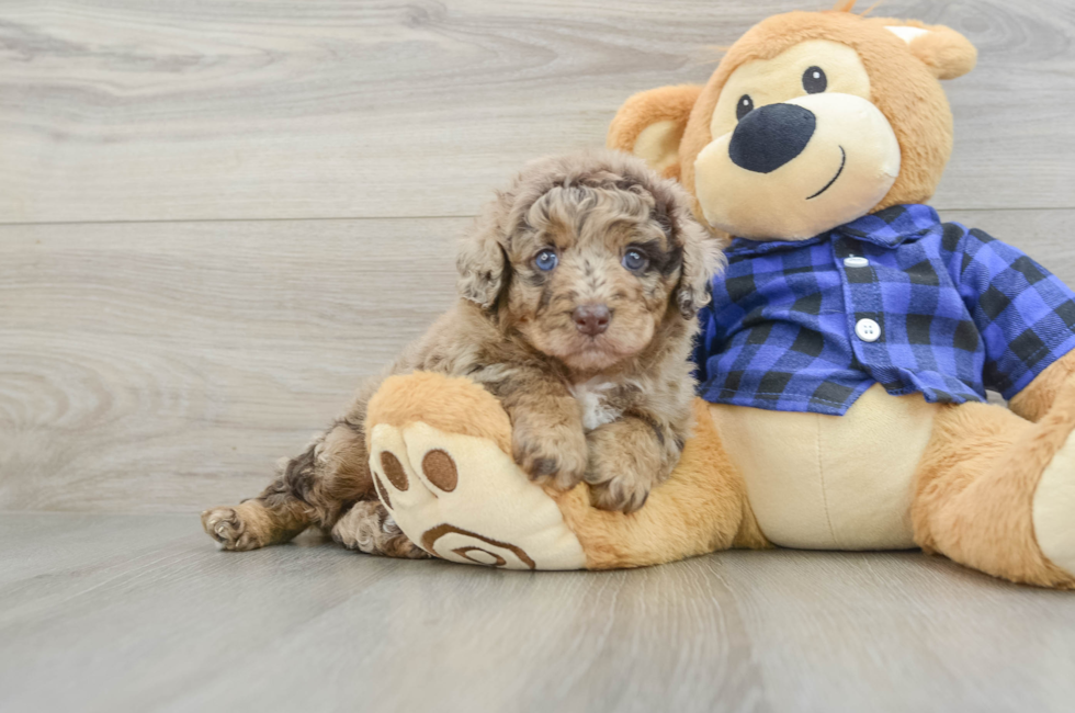 6 week old Mini Labradoodle Puppy For Sale - Fairfield Furbabies
