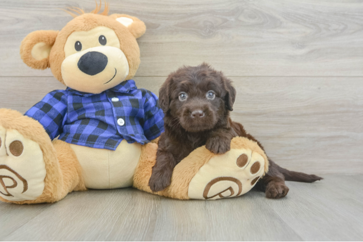 Playful Labrapoo Poodle Mix Puppy