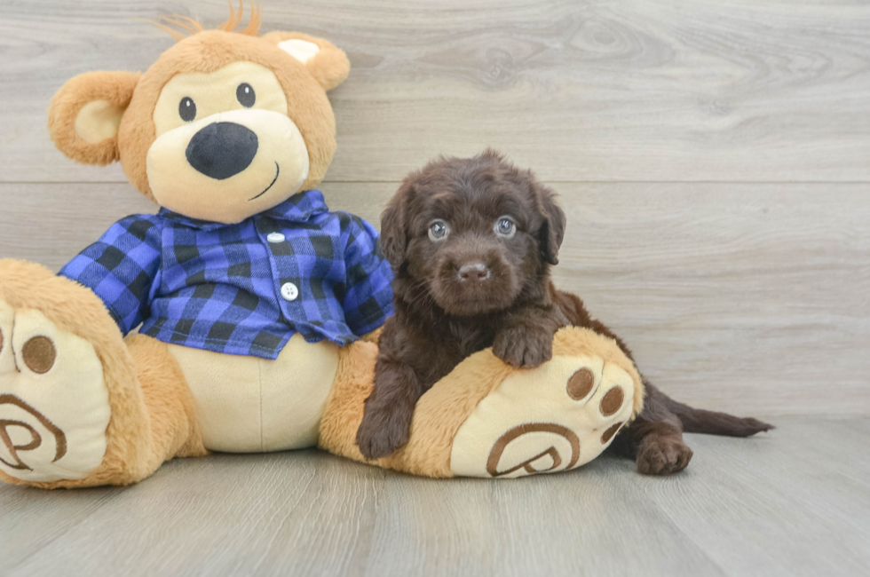 7 week old Mini Labradoodle Puppy For Sale - Fairfield Furbabies