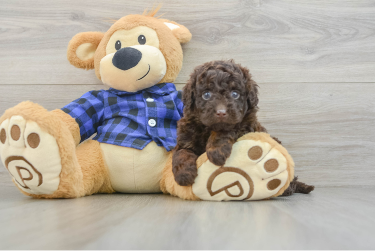 Happy Mini Labradoodle Baby