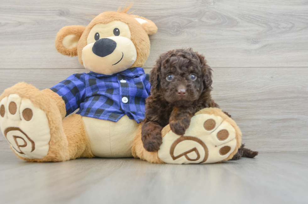 6 week old Mini Labradoodle Puppy For Sale - Fairfield Furbabies
