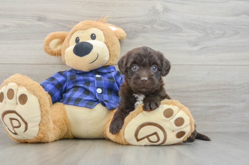 6 week old Mini Labradoodle Puppy For Sale - Fairfield Furbabies