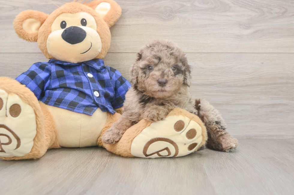 5 week old Mini Labradoodle Puppy For Sale - Fairfield Furbabies