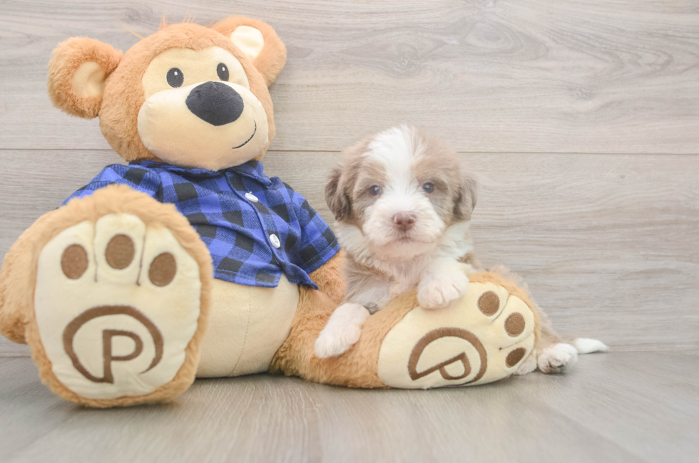 5 week old Mini Labradoodle Puppy For Sale - Fairfield Furbabies