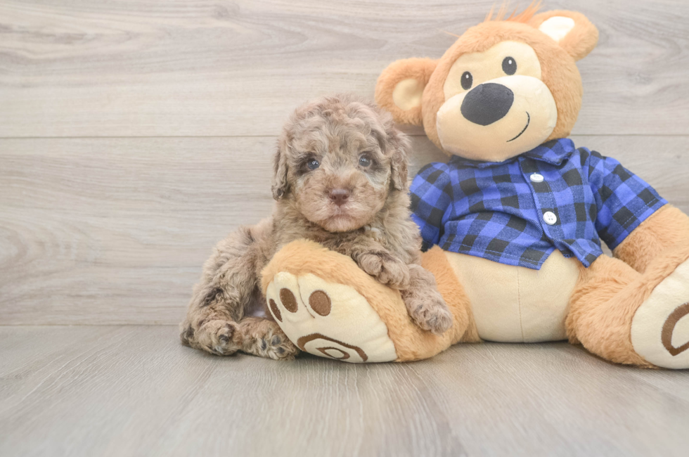 5 week old Mini Labradoodle Puppy For Sale - Fairfield Furbabies