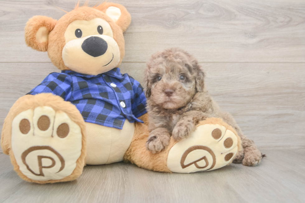 Smart Mini Labradoodle Poodle Mix Pup