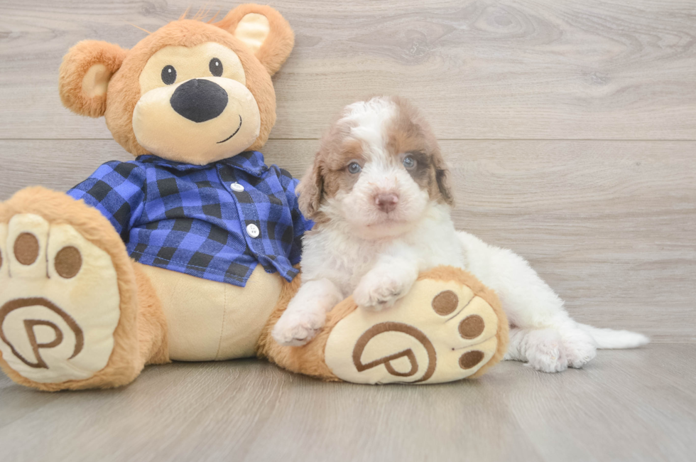 5 week old Mini Labradoodle Puppy For Sale - Fairfield Furbabies
