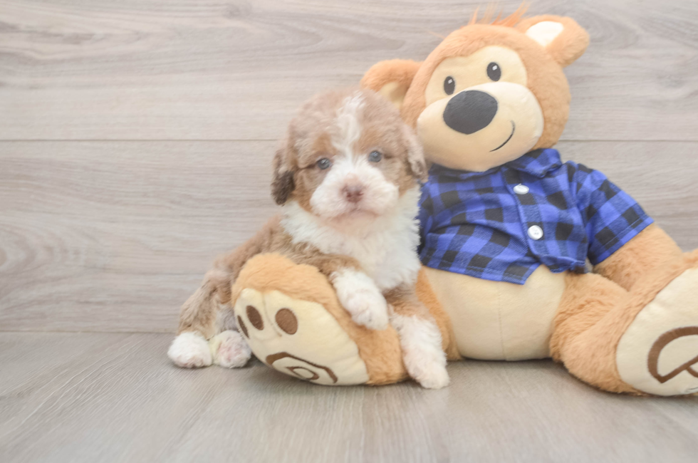 5 week old Mini Labradoodle Puppy For Sale - Fairfield Furbabies