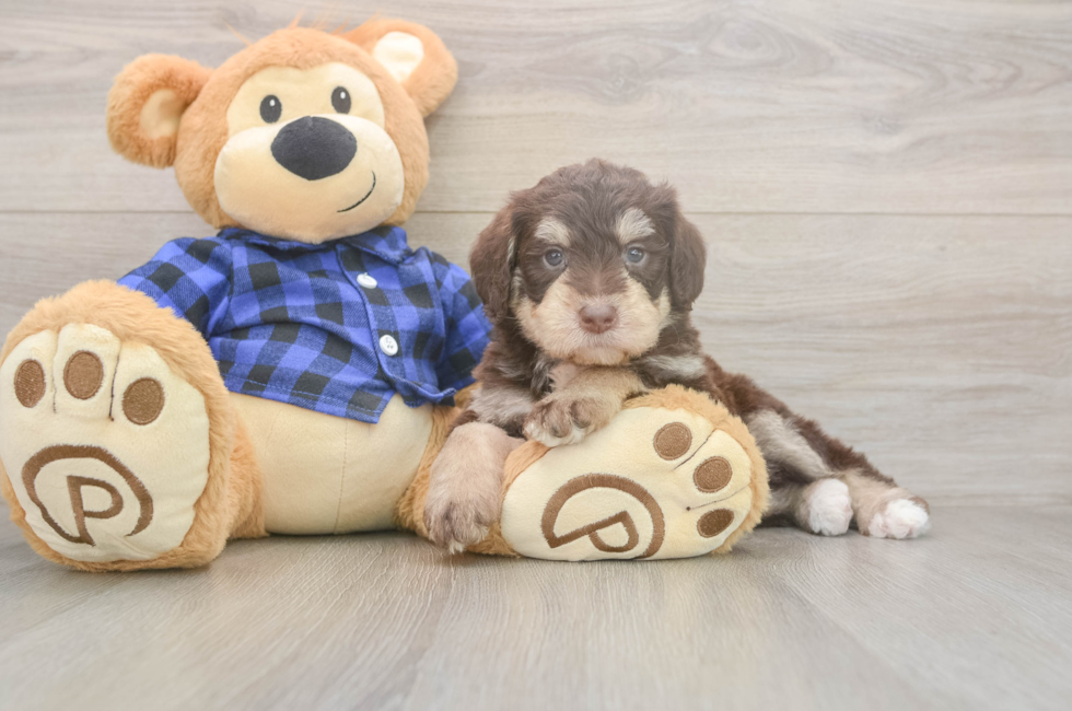 5 week old Mini Labradoodle Puppy For Sale - Fairfield Furbabies