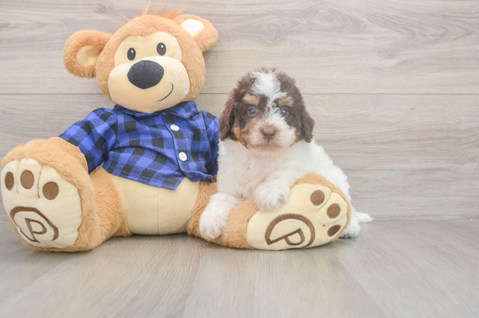 5 week old Mini Labradoodle Puppy For Sale - Fairfield Furbabies