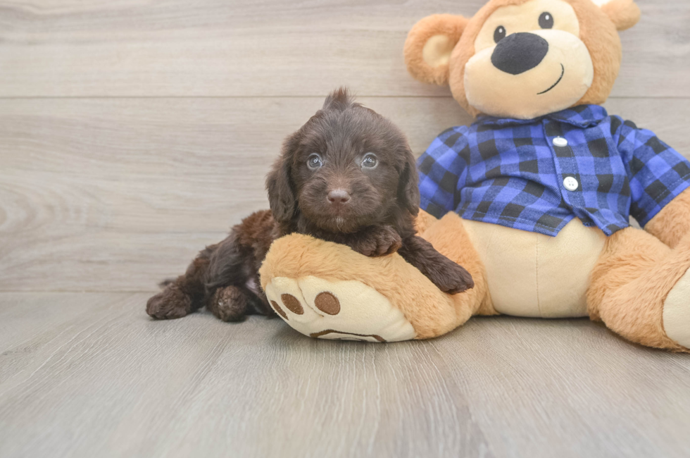5 week old Mini Labradoodle Puppy For Sale - Fairfield Furbabies