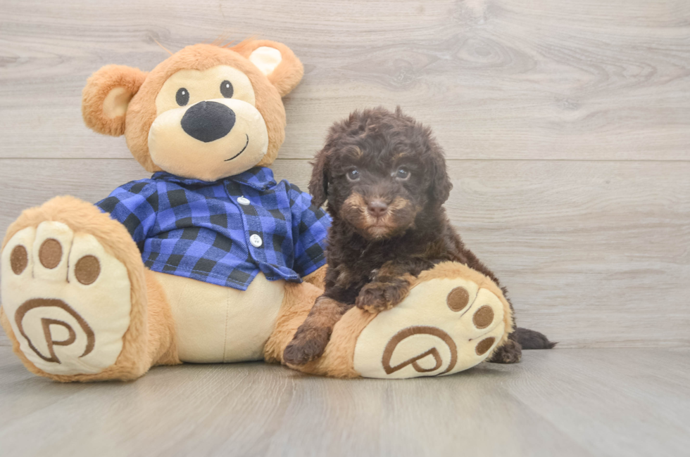 5 week old Mini Labradoodle Puppy For Sale - Fairfield Furbabies