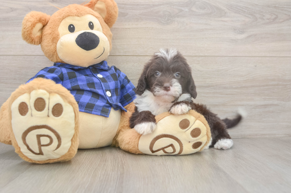 5 week old Mini Labradoodle Puppy For Sale - Fairfield Furbabies