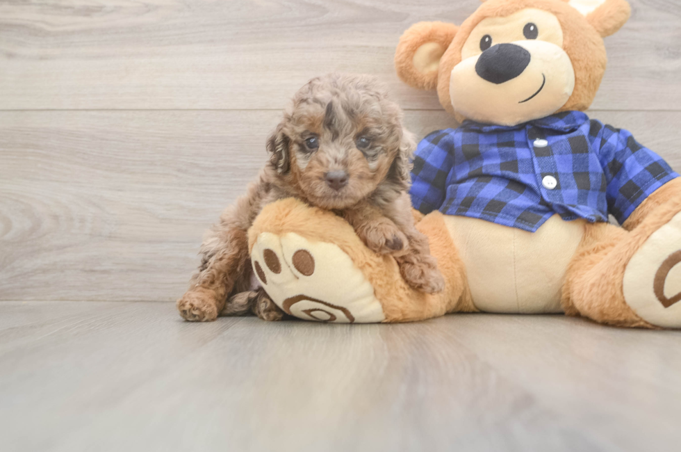 6 week old Mini Labradoodle Puppy For Sale - Fairfield Furbabies