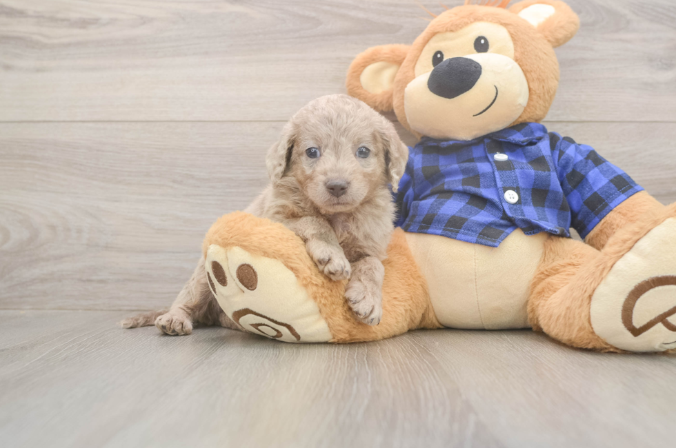 6 week old Mini Labradoodle Puppy For Sale - Fairfield Furbabies