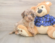 5 week old Mini Labradoodle Puppy For Sale - Fairfield Furbabies